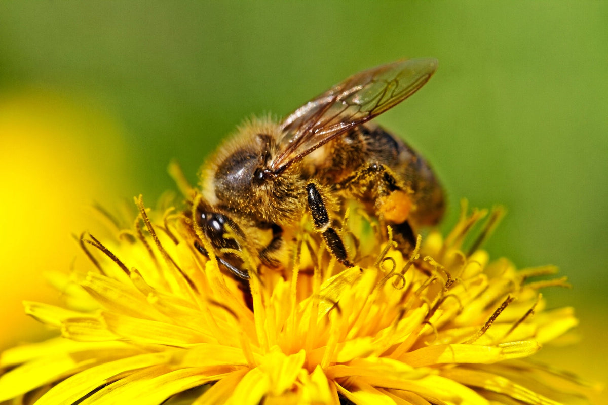 Bienenfreundliche Pflanzen Titelbild
