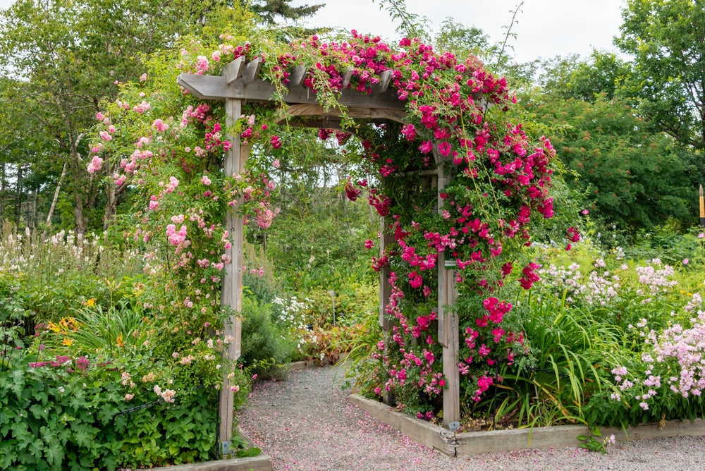 10 vielseitige Kletterpflanzen, die Du in Deinem Garten feiern wirst